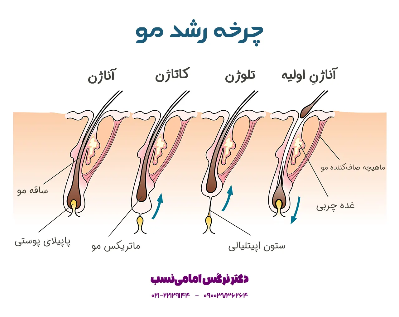 چرخه رشد مو